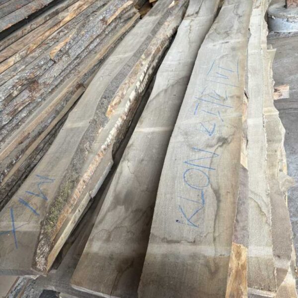 TARCICA SUCHA JAWOR KLON HURTOWNIA DREWNA